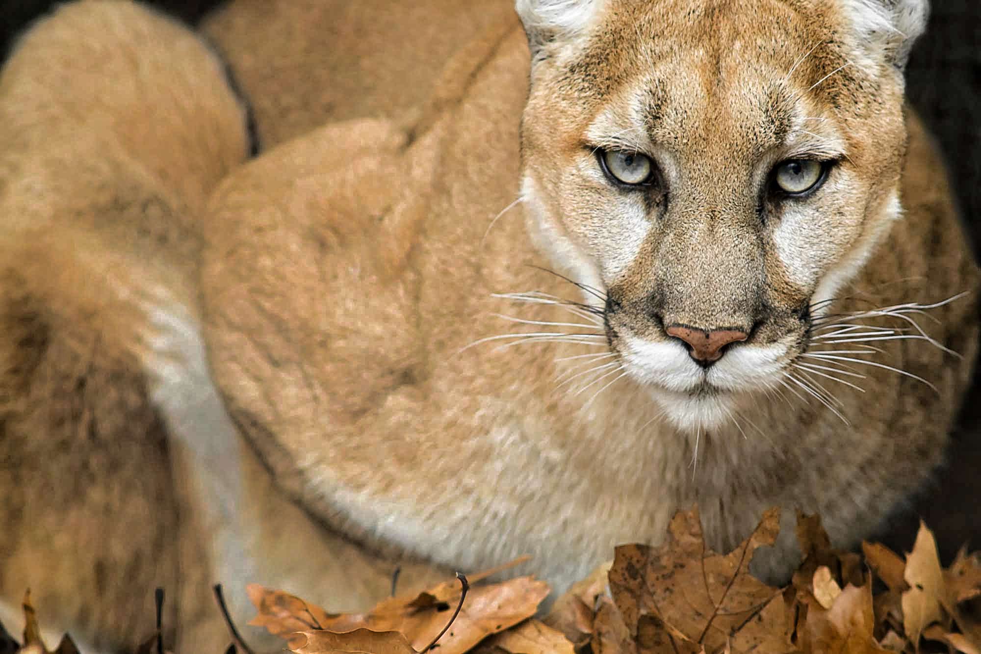 Mountain Lion