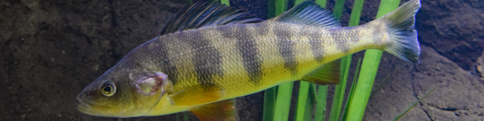 Yellow Perch