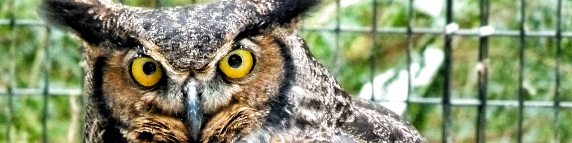 Great Horned Owl