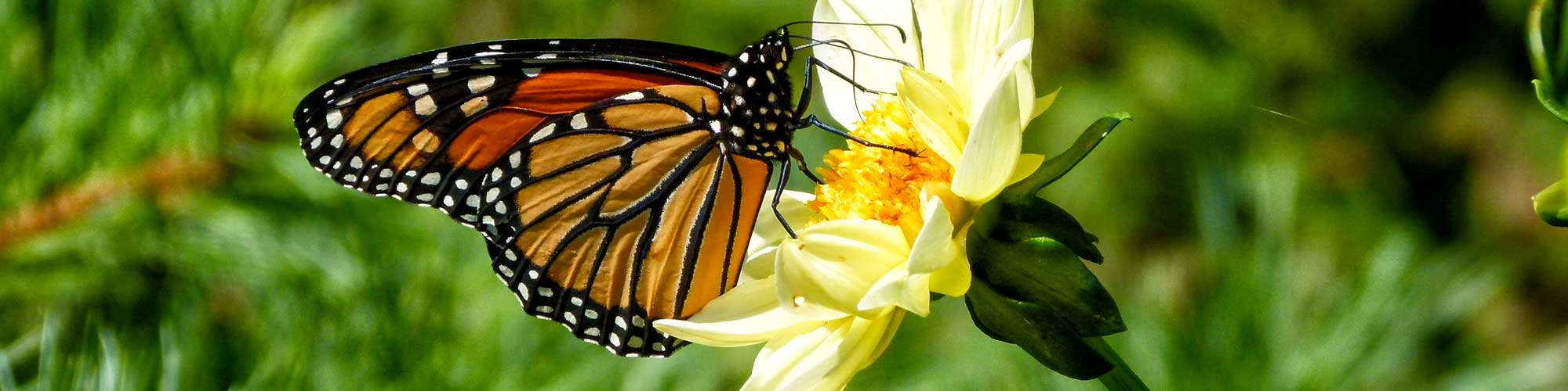 Monarch butterfly on yellow flower