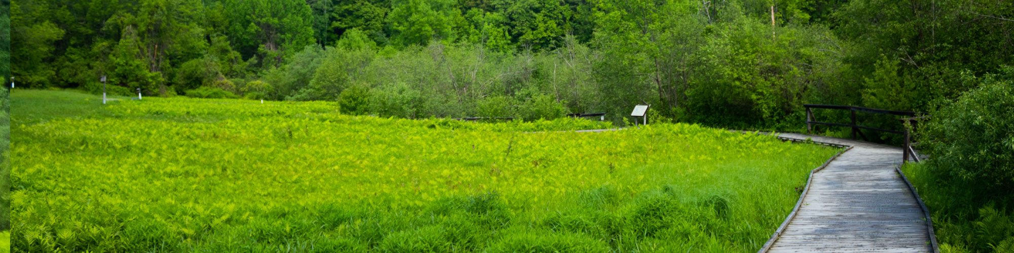 Boardwalk along right side of photo meandering along green grassy field with trees in the background.