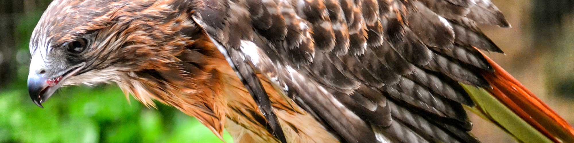 Red-tailed Hawk