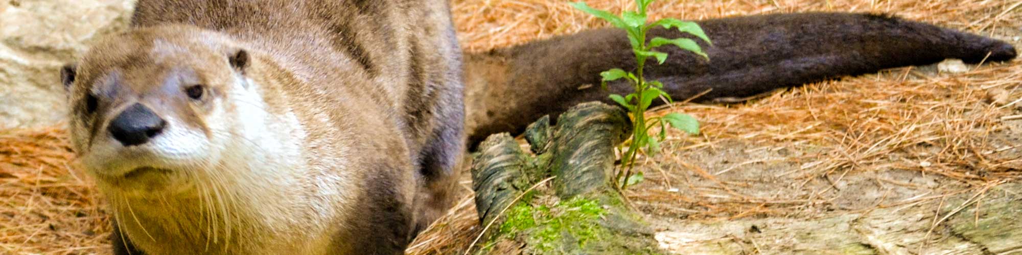 River Otter