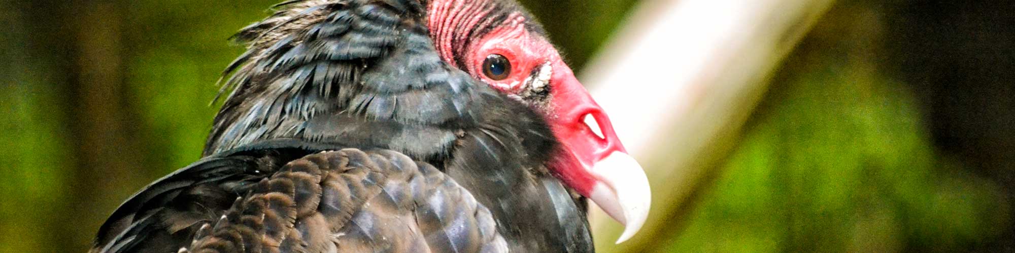 Turkey Vulture